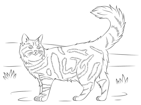 Maine coon cat coloring page free printable coloring pages