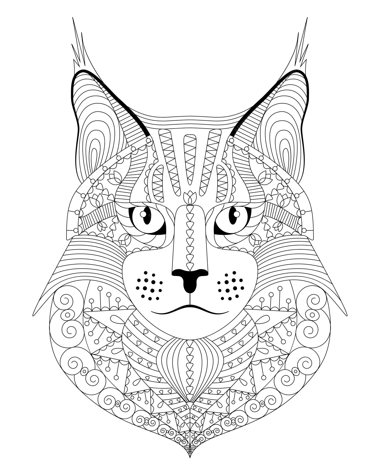 Premium vector hand drawn maine coon cat with ethnic doodle pattern antistress coloring page for adults