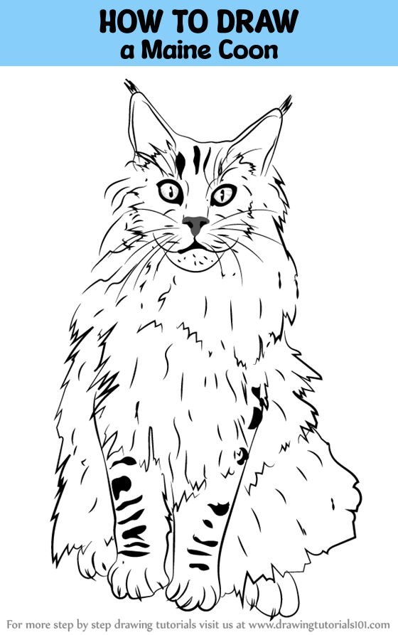 How to draw a maine coon cats step by step