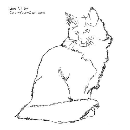 Norweigan forest cat coloring page norwegian forest cat forest cat cat coloring page