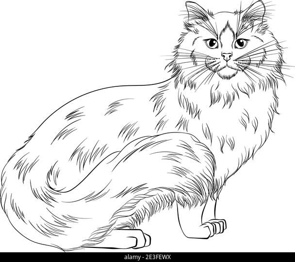 Standing cat breed ragdoll looking forward line art vector illustration suitable for coloring book page print â black cat drawing cat face drawing cat drawing