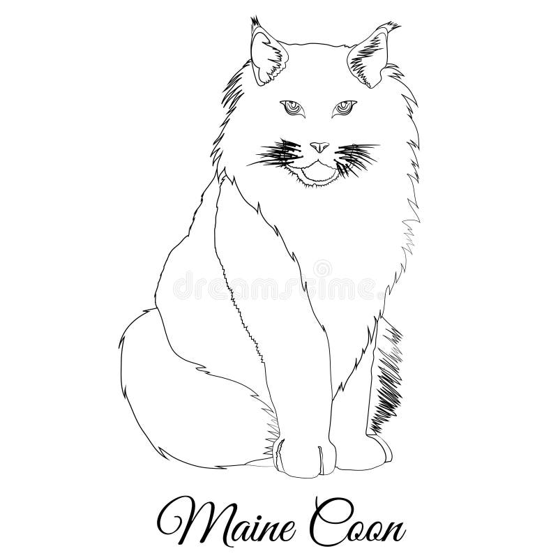 Maine coon cat coloring vector image stock illustration