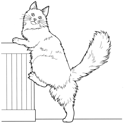 Maine coon coloring page free printable coloring pages