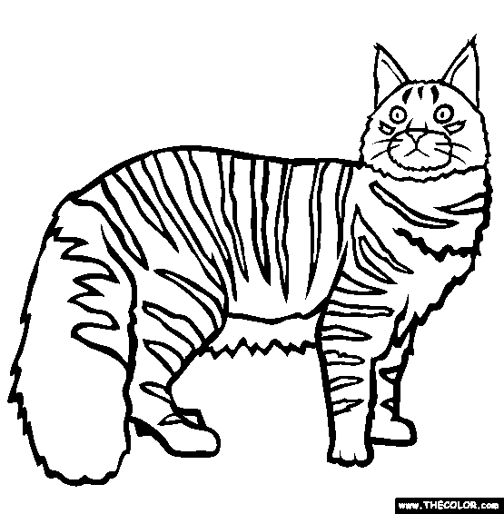 Aine coon cat online coloring page