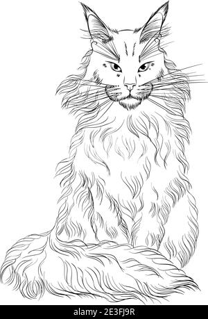 Sitting cat breed maine coon looking forward line art vector illustration suitable for coloring book page print in hand draw style isolated on white background fluffy cat in simple sketch style stock vector image art