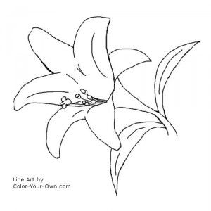 Easter lilies easter lily flower coloring pages lilies drawing