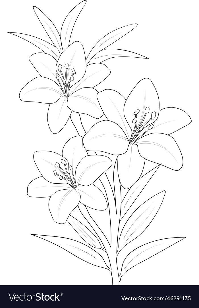 Realistic lily flower coloring pages flowers vector image