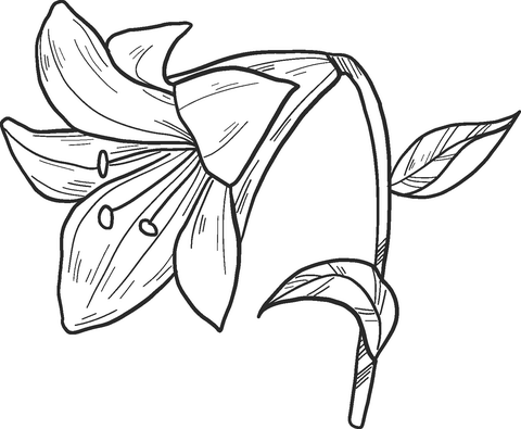 Lily coloring page free printable coloring pages