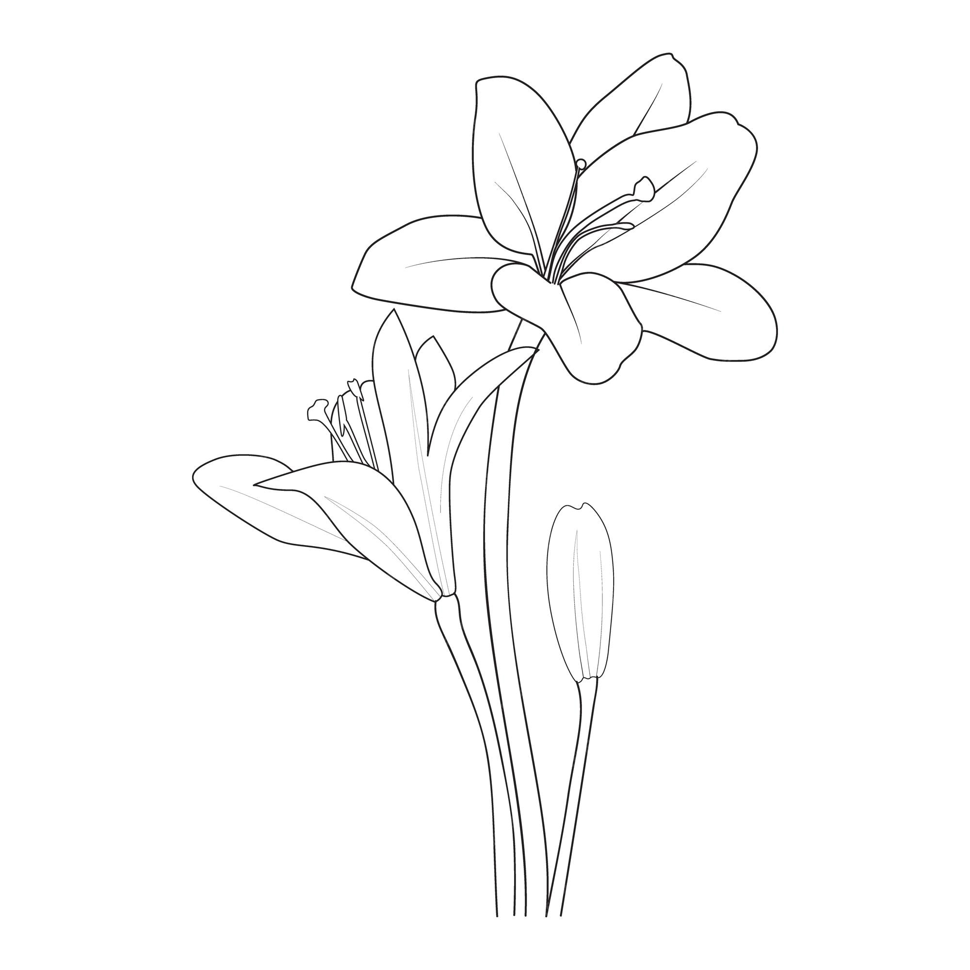 Premium vector sketch of hand drawn lily flower coloring page and book vector illustration summer collection