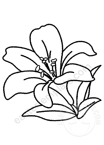 Lily flower coloring page