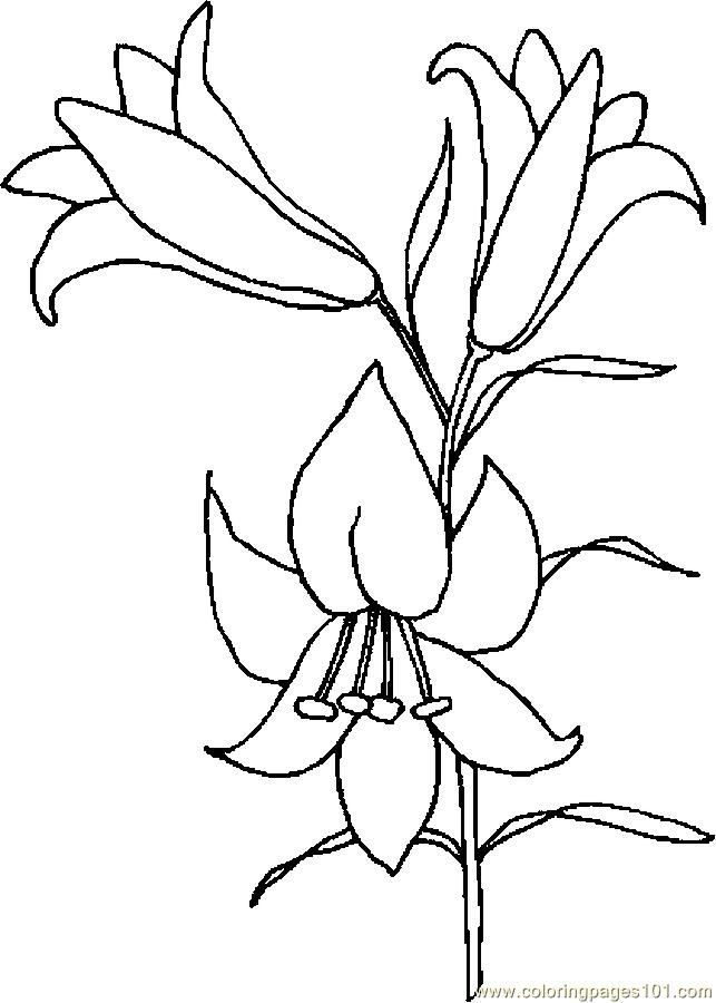 Easter lily drawing lily coloring page flower drawing lilies drawing lily painting