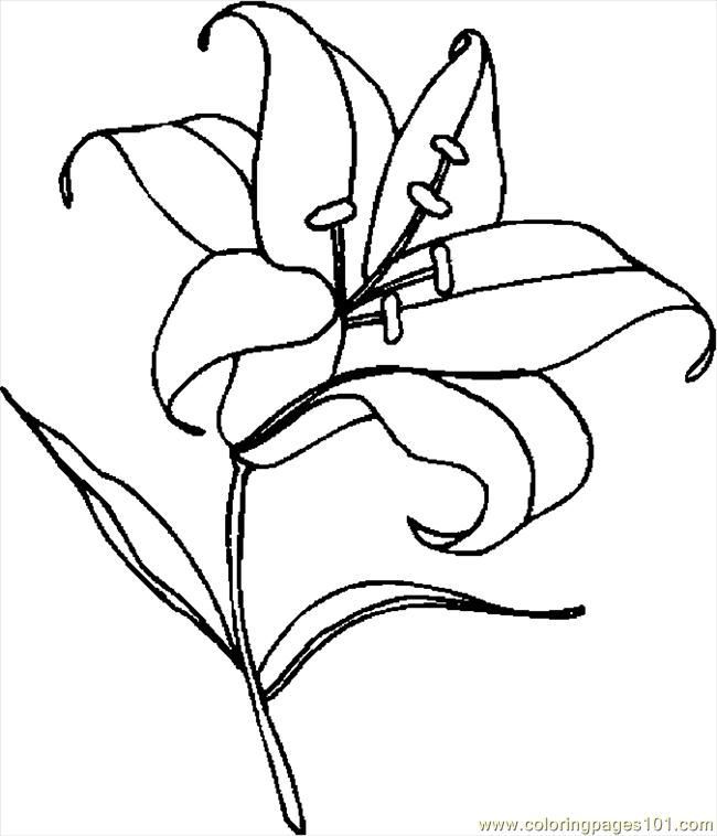 Easter lily coloring pages