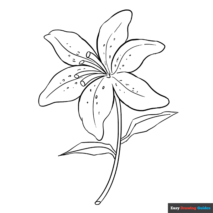Lily coloring page easy drawing guides