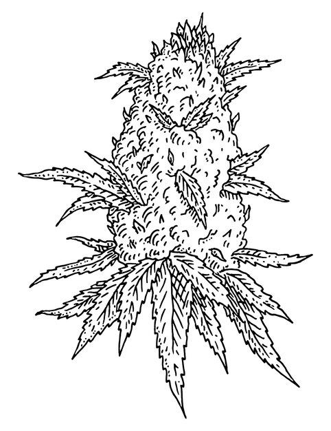 Cannabis coloring page vectors illustrations for free download