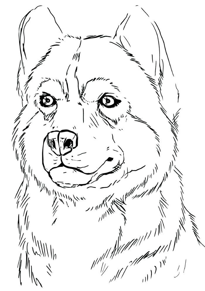Husky coloring pages pdf