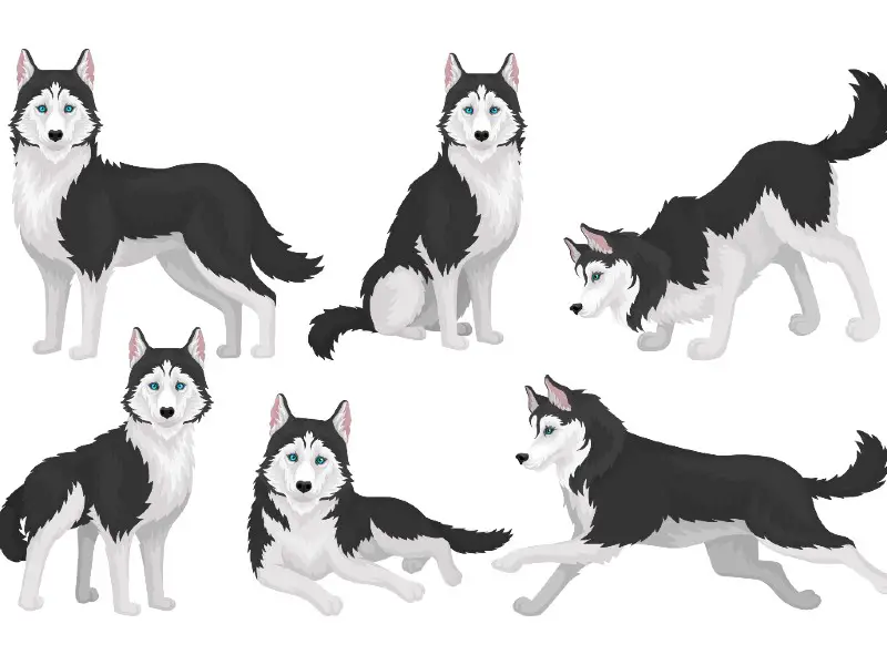 Cute husky coloring pages