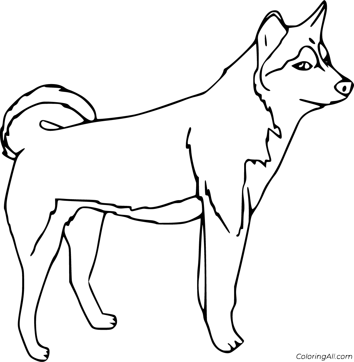 Husky coloring pages