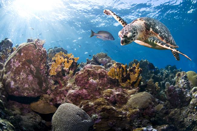 Top facts about marine turtles