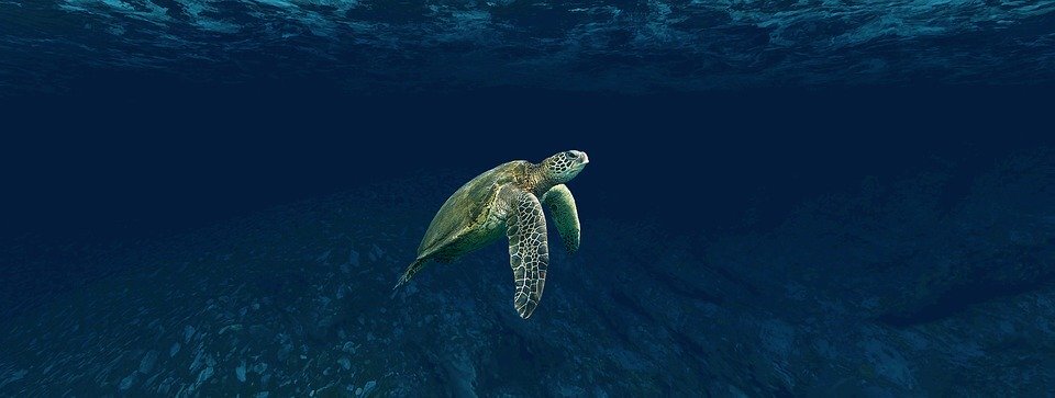Sea turtles of the jersey shore â save coastal wildlife
