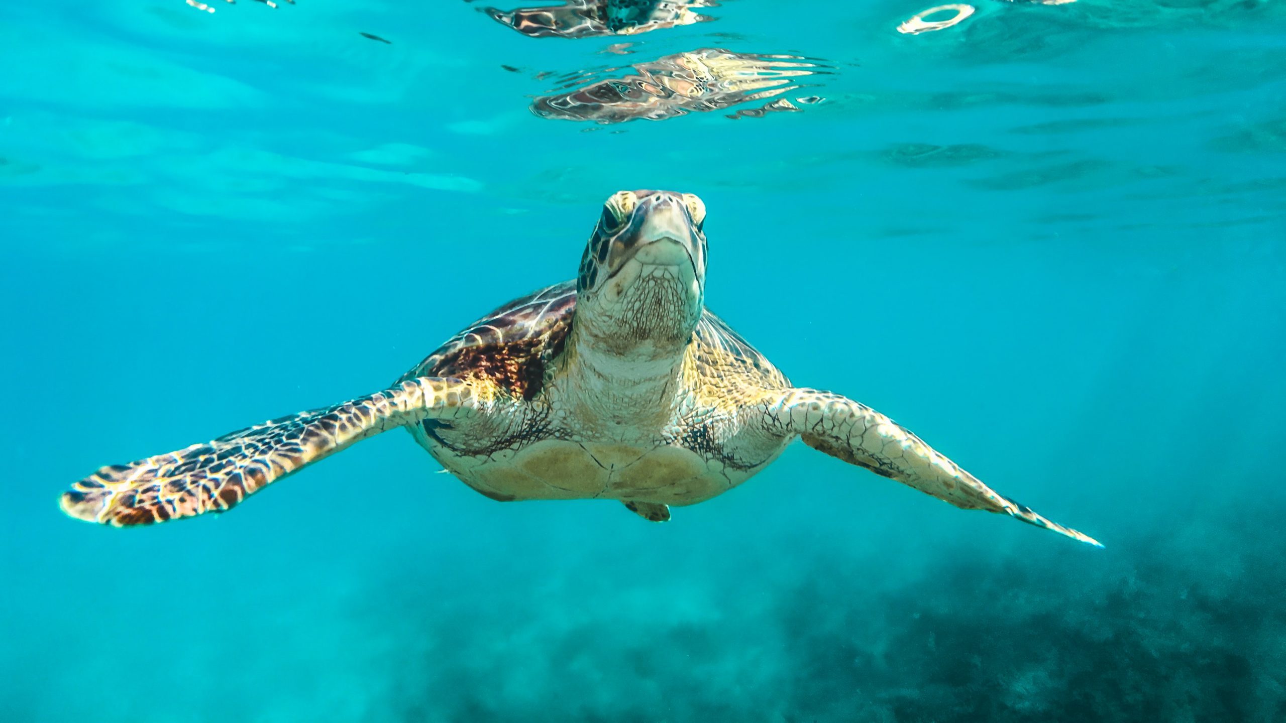 Cruise ships posing risk to sea turtles review finds