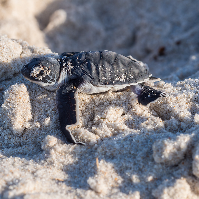 Code of conduct and best practices in turtle nesting areas