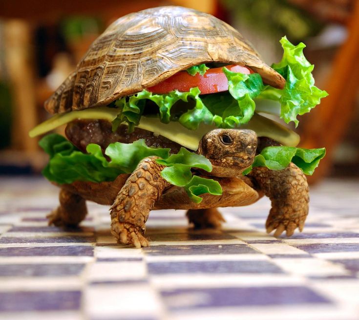Funny turtle turtles funny turtle turtle burger