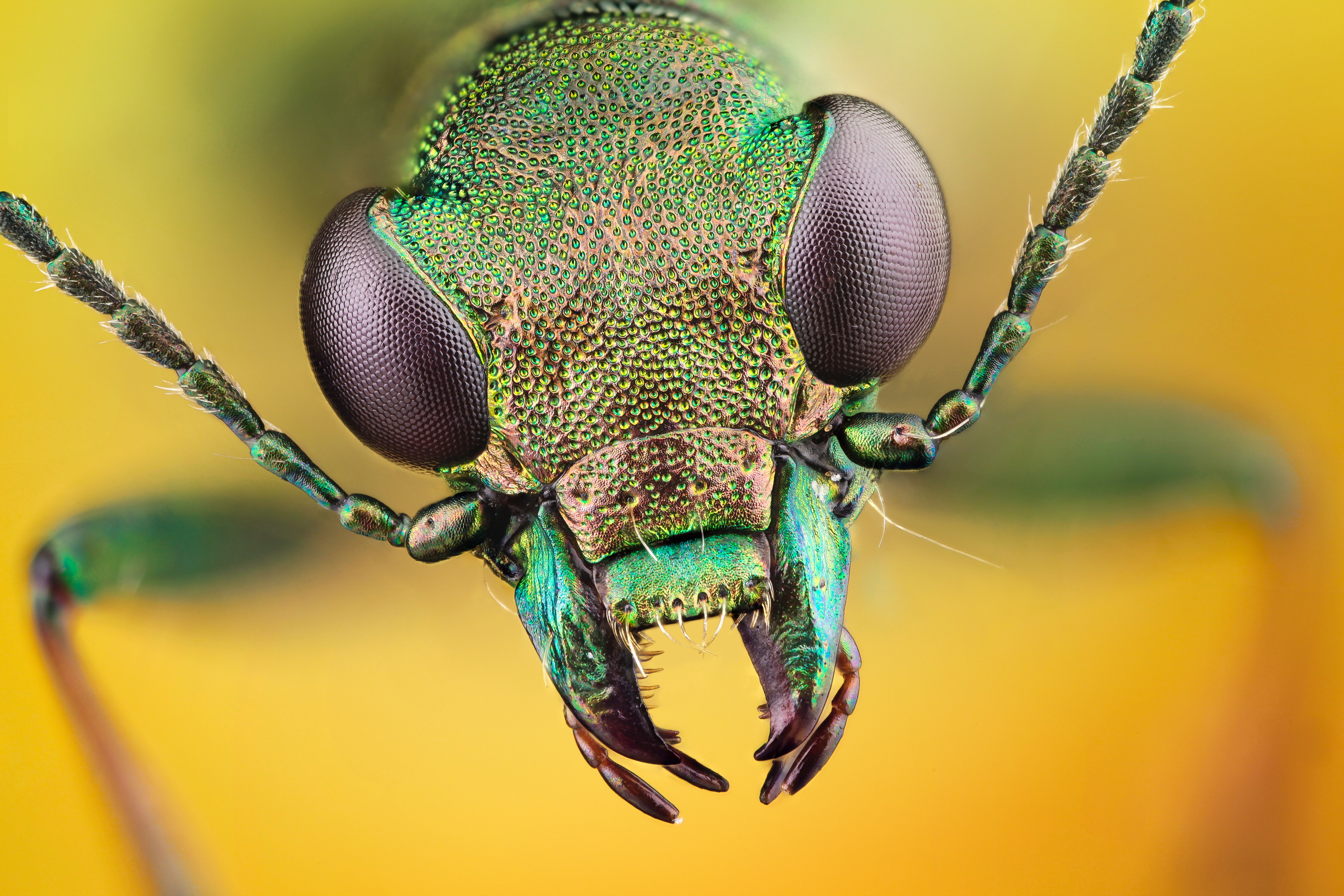 Insect hd papers and backgrounds