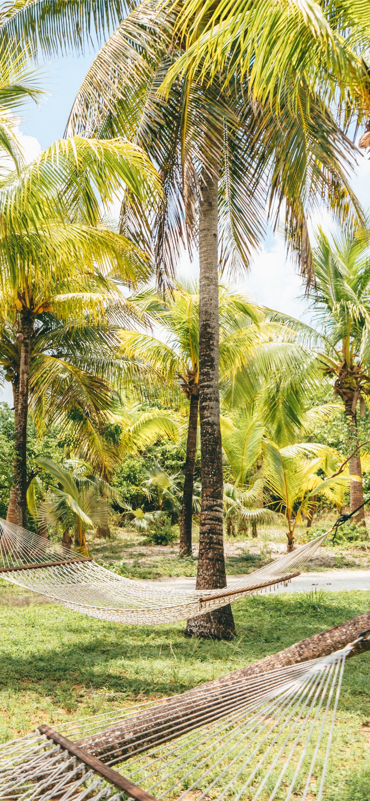 Palm trees hammocks tropics summer bahamas samsung iphone wallpapers free download
