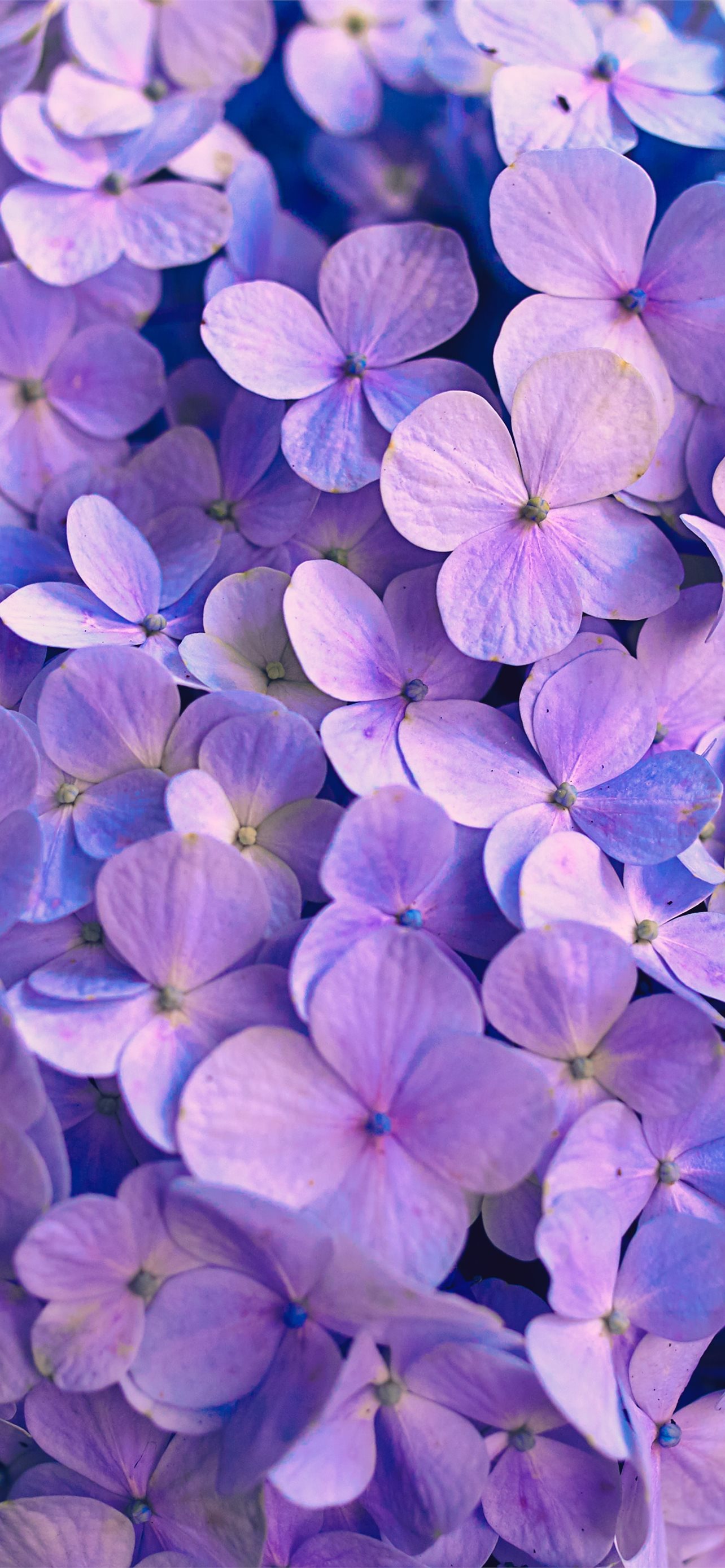 Purple flowers with green leaves iphone wallpapers free download