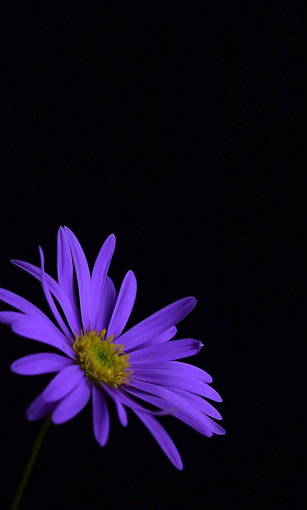 Purple flowers wallpapers and backgrounds k hd dual screen
