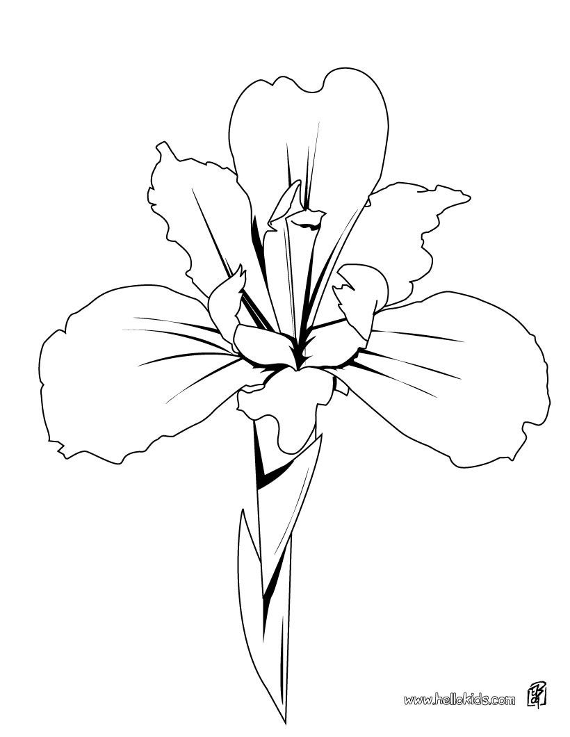 There is the iris details coloring page among other free coloring pages perfect coloring sheet for kids more contentâ iris drawing flower drawing iris flowers