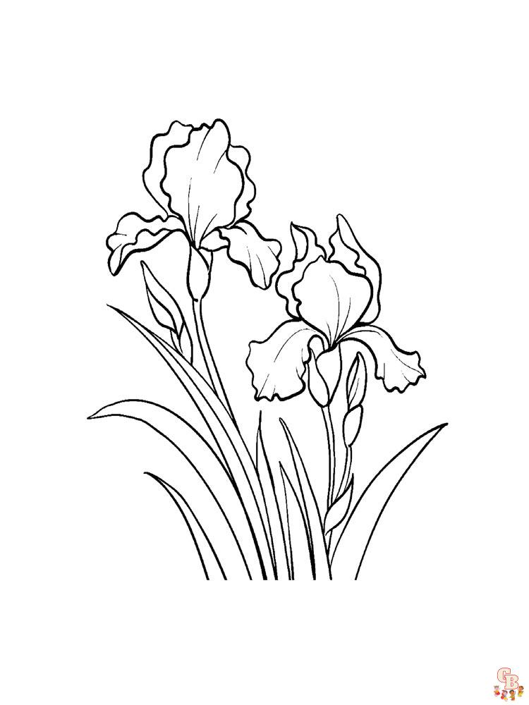 Discover the beauty of iris with free printable coloring pages