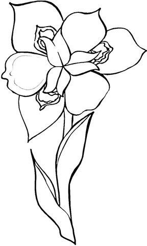 Iris coloring pages printable for free download