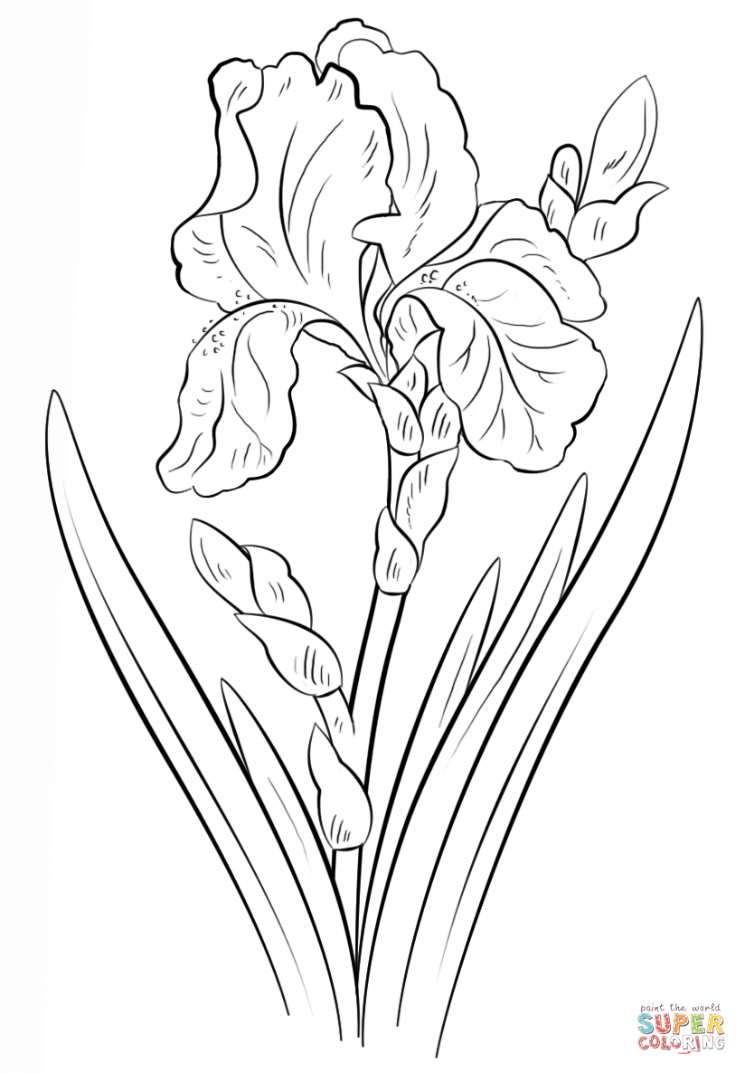 Blue iris coloring page free printable coloring pages