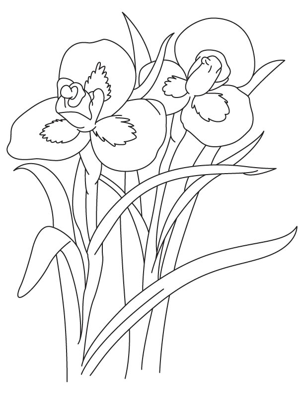 Tall iris flower coloring page download free tall iris flower coloring page for kids best coloring pages