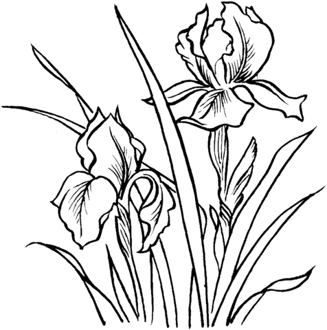 Iris coloring pages printable for free download