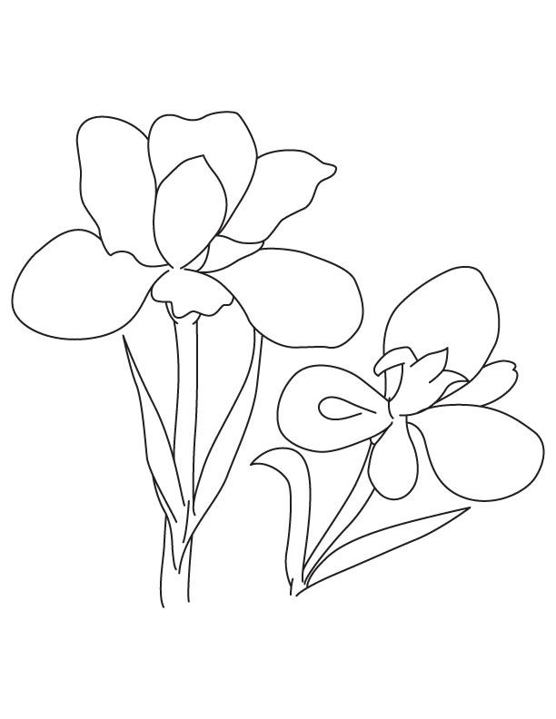 Two iris flower coloring page download free two iris flower coloring page for kids best coloring pages