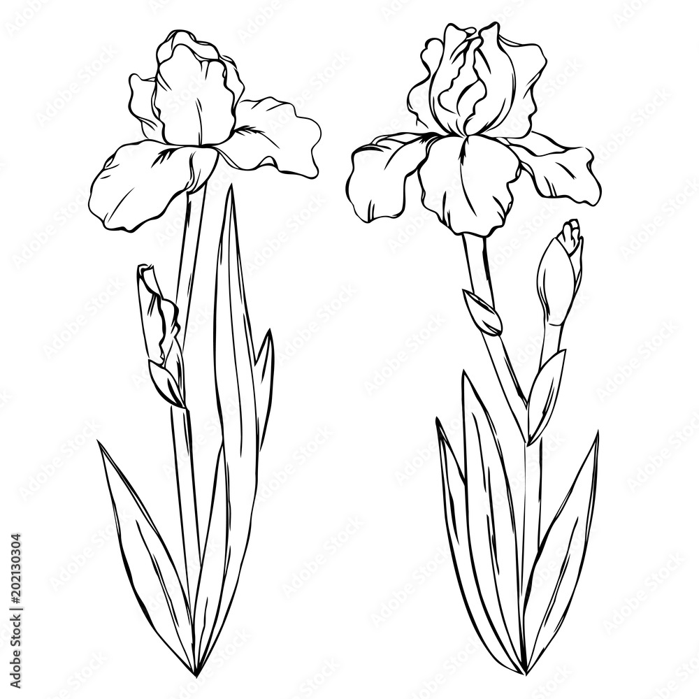 Vector contour iris spring flowers with leaf set pattern coloring book vector