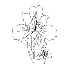 Coloring pages iris coloring pages