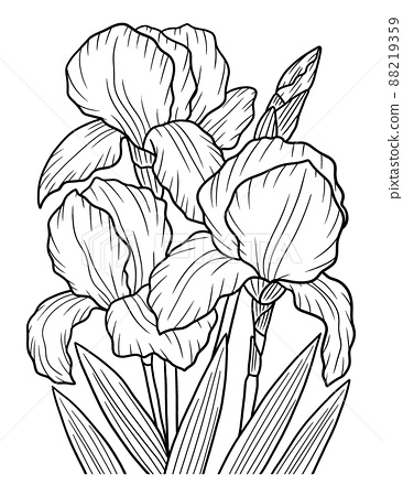 Irises flower coloring page for adults