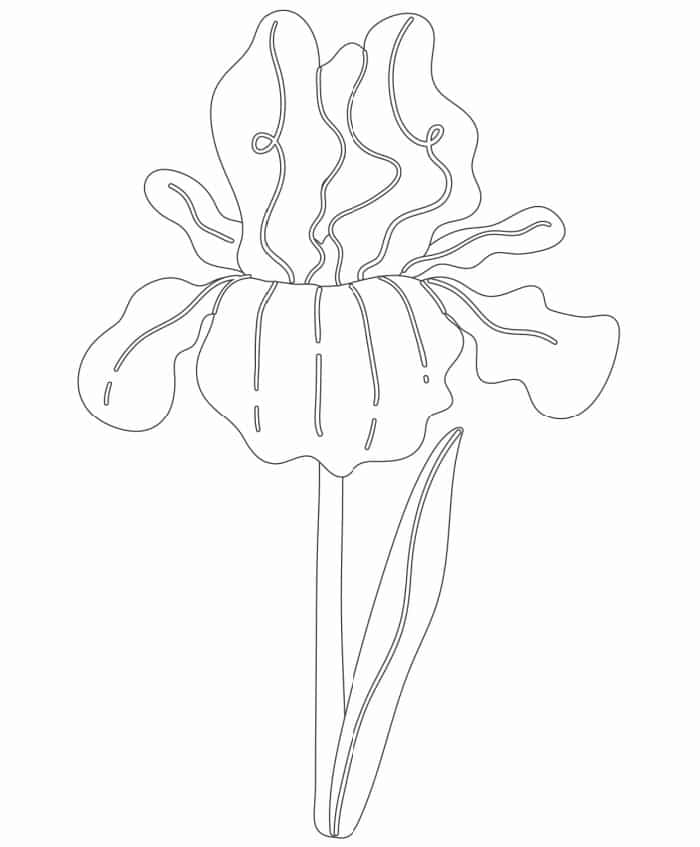 Free iris coloring pages
