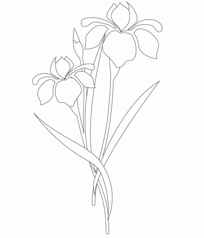 Free iris coloring pages