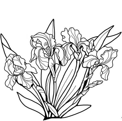 Iris coloring pages free coloring pages
