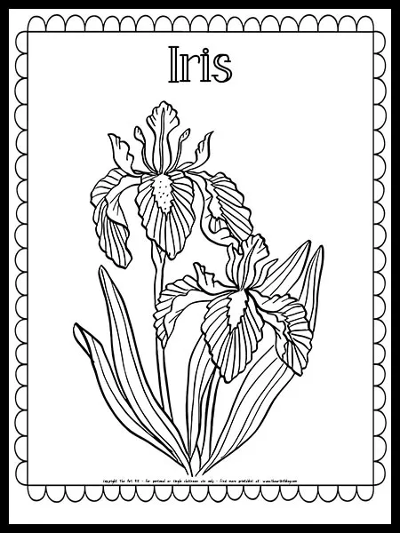 Iris flower coloring page free printable â the art kit