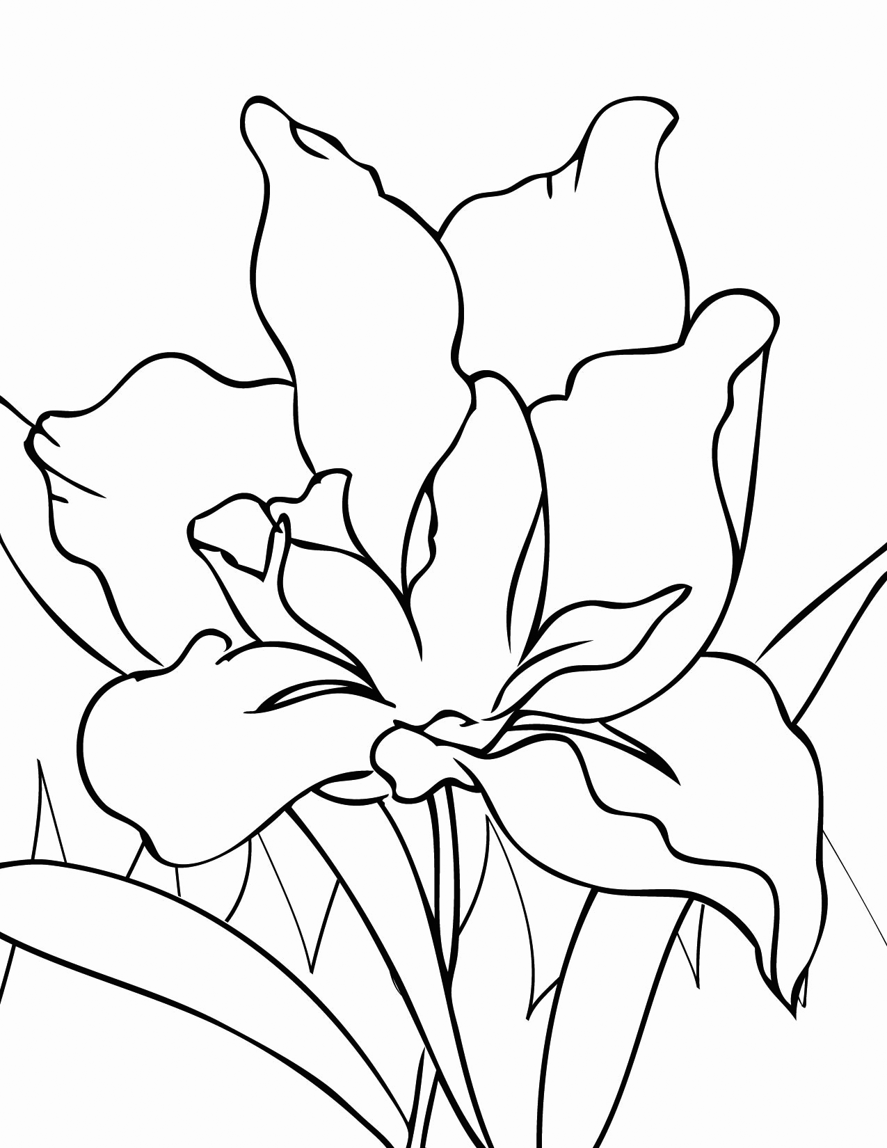 Iris coloring pages