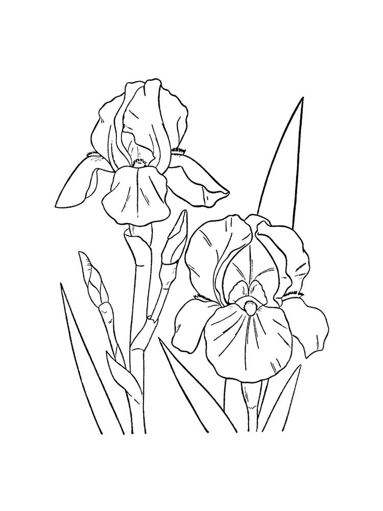 Iris flower coloring pages download and print iris flower coloring pages flower coloring pages coloring pages quilled paper art