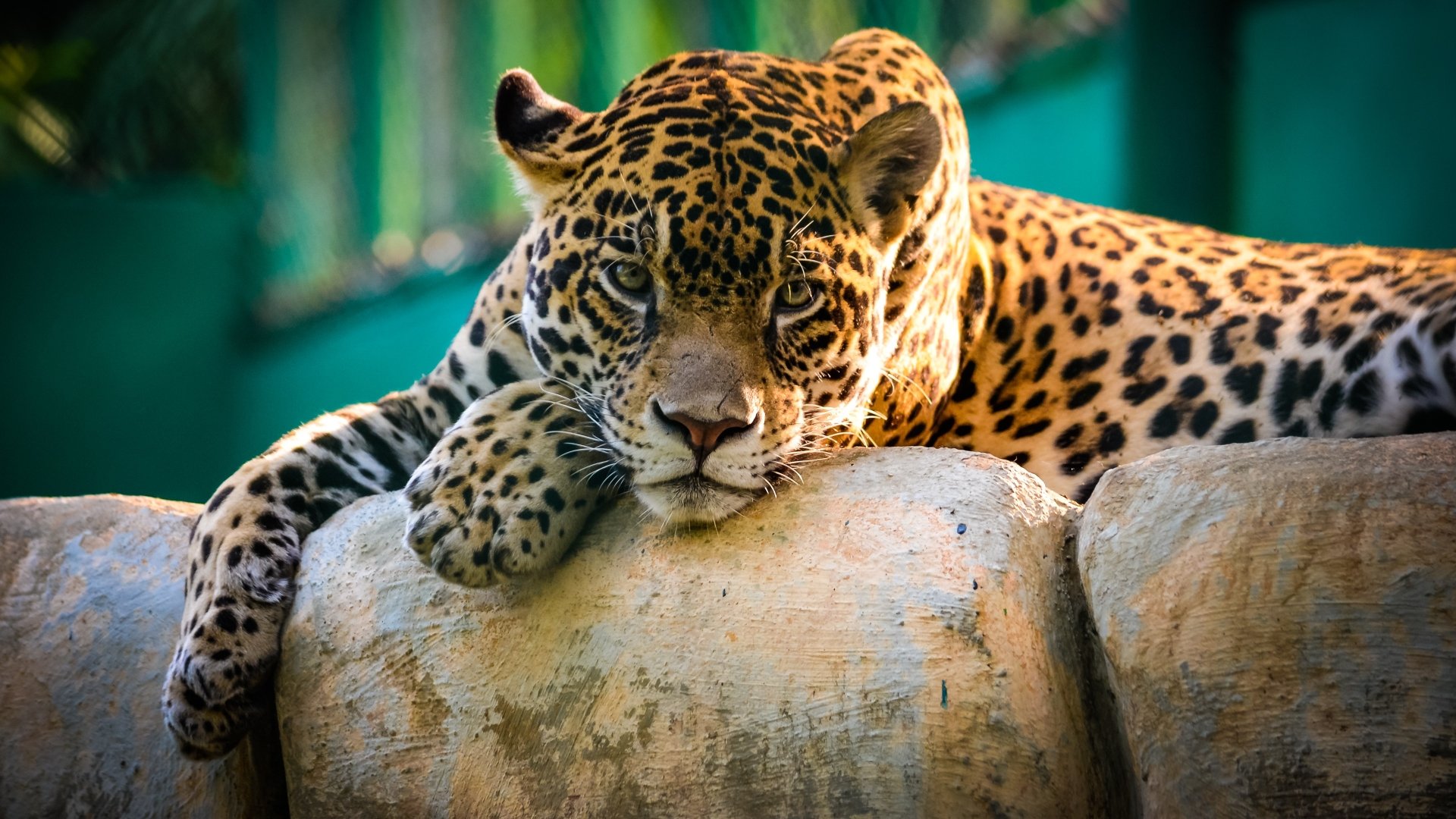 Jaguar hd papers und hintergrãnde