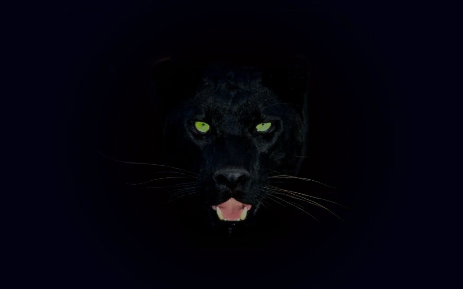 Black jaguar wallpaper pictures