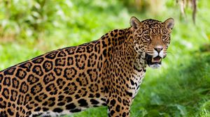 Jaguar full hd hdtv fhd p wallpapers hd desktop backgrounds x downloads images and pictures