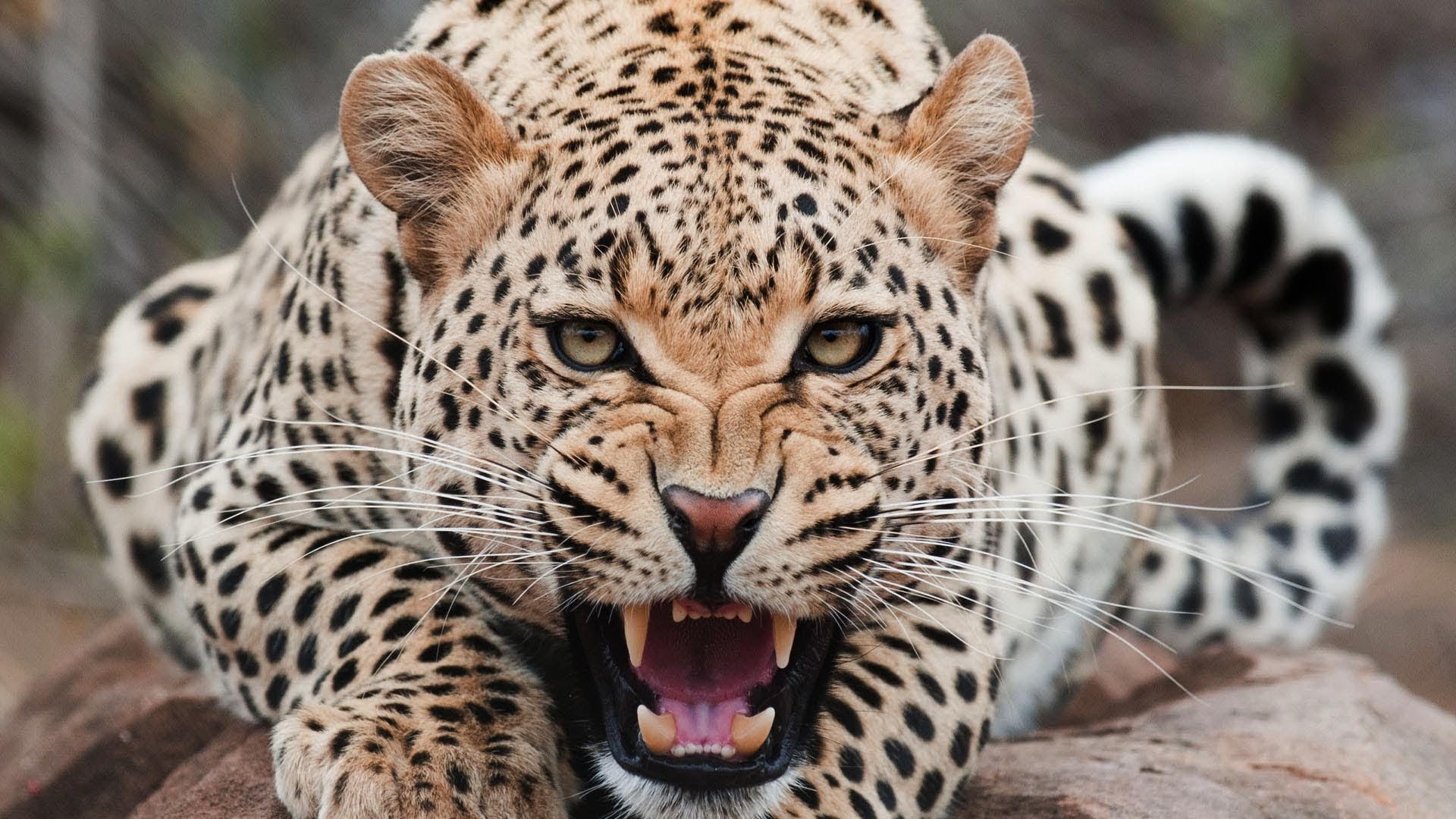 Jaguar animals wallpapers hd desktop and mobile backgrounds
